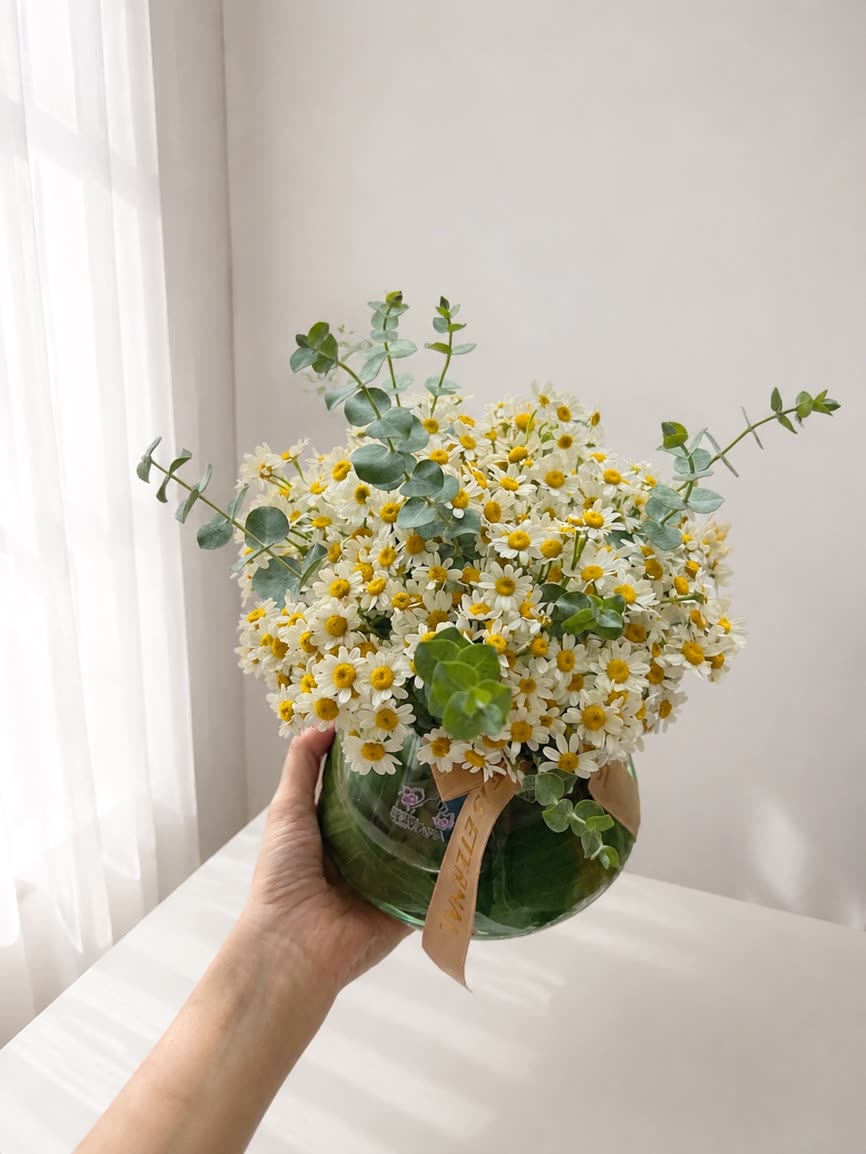 جارگل بابونه
